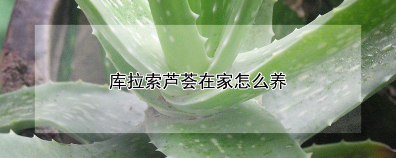 库拉索芦荟在家怎么养（库拉索芦荟的养殖方法）