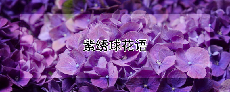 紫绣球花语（紫绣球花语是什么意思）