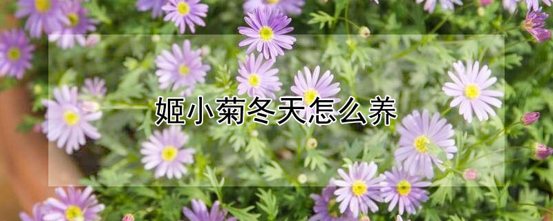 姬小菊冬天怎么养 姬小菊秋天的养殖方法