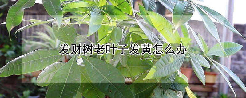 发财树老叶子发黄怎么办 养的发财树叶子发黄怎么办