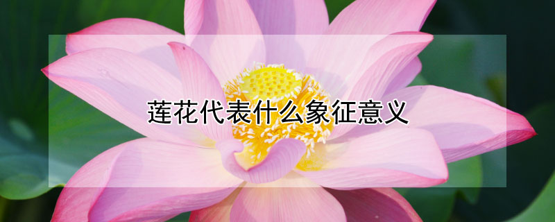 莲花代表什么象征意义 黑色莲花代表什么象征意义