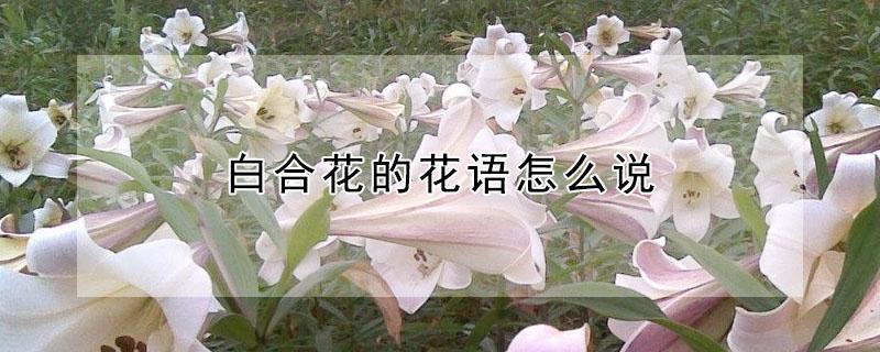 白合花的花语怎么说 百合花的花语