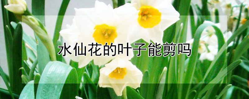 水仙花的叶子能剪吗 水仙花的叶子可以剪吗