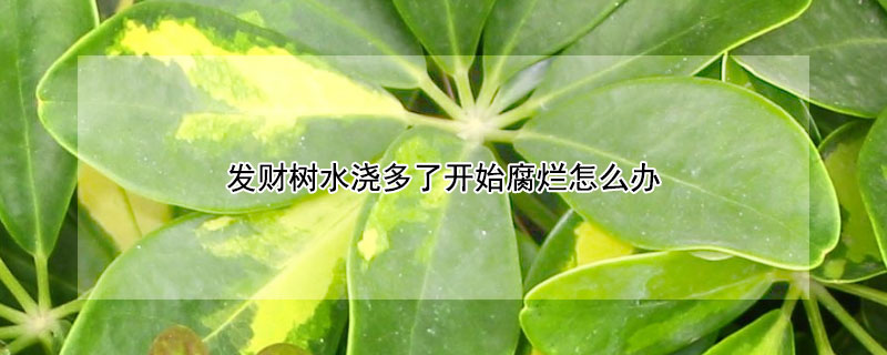 发财树水浇多了开始腐烂怎么办（发财树水浇多了开始腐烂怎么办树干的皮可以剥掉吗）