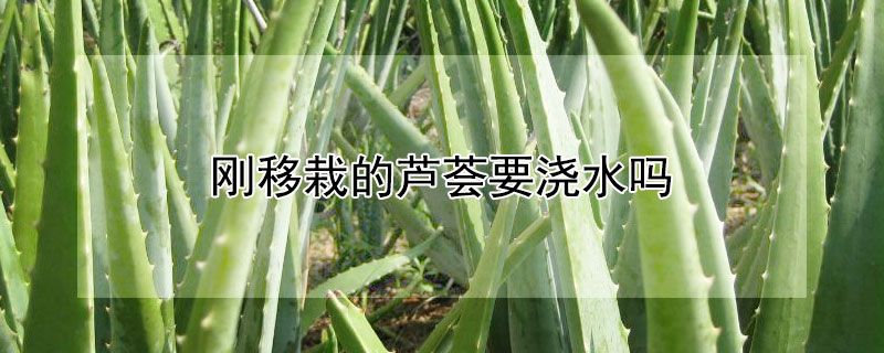 刚移栽的芦荟要浇水吗（移栽的芦荟需要浇水吗?）