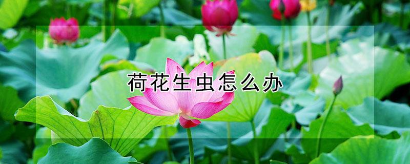 荷花生虫怎么办 荷花叶生虫