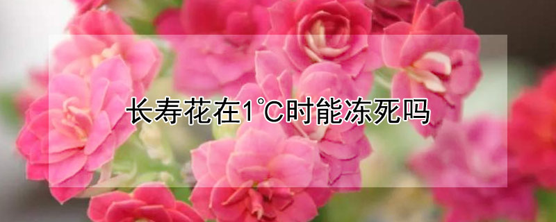 长寿花在1℃时能冻死吗（长寿花会冻死吗?）