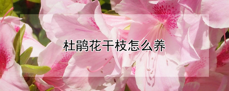 杜鹃花干枝怎么养（干枝杜鹃如何养）