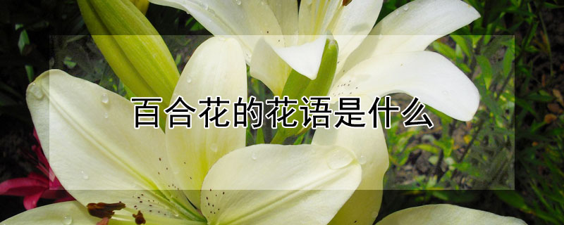 百合花的花语是什么(黄色百合花的花语是什么)