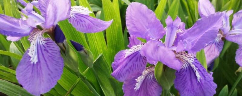扁竹兰花语 扁竹兰花语及象征意义