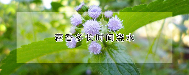 藿香多长时间浇水（种藿香草可以每天浇水吗）