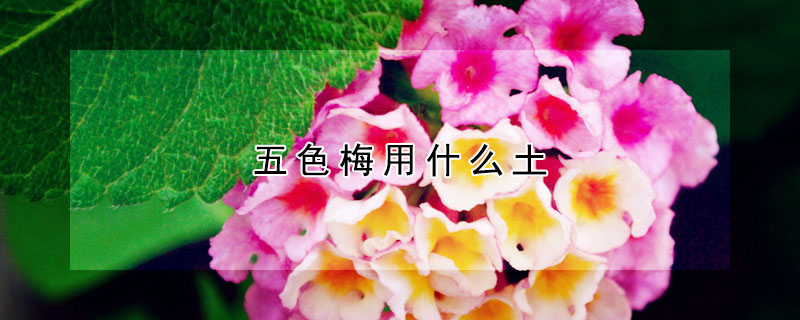 五色梅用什么土（怎样种五色梅）