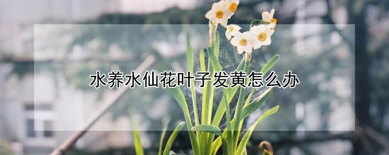 水养水仙花叶子发黄怎么办（水仙花叶子发黄怎么办?）