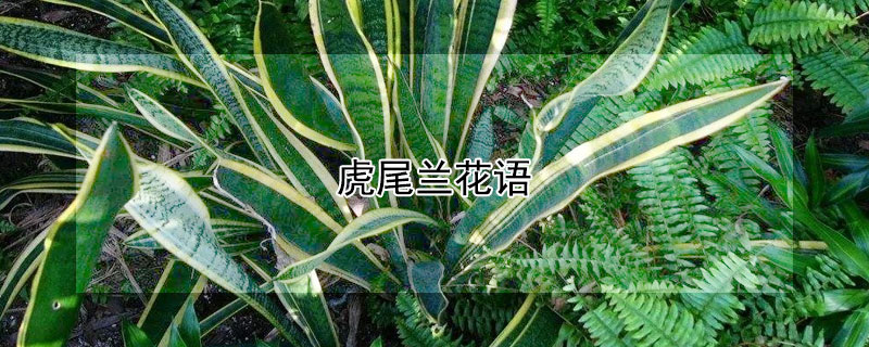虎尾兰花语(虎尾兰花语是什么)