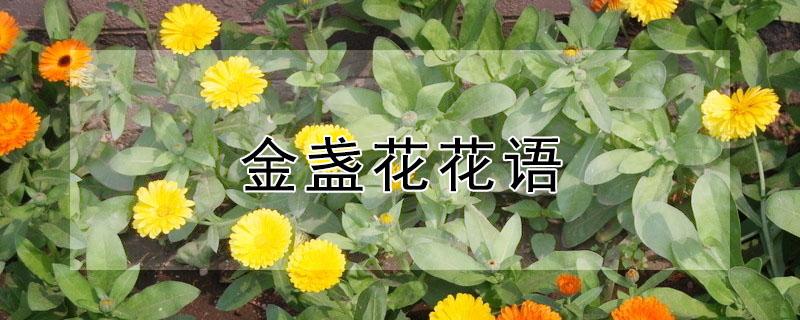 金盏花花语（夏侧金盏花花语）