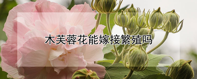 木芙蓉花能嫁接繁殖吗（木芙蓉可以嫁接什么）