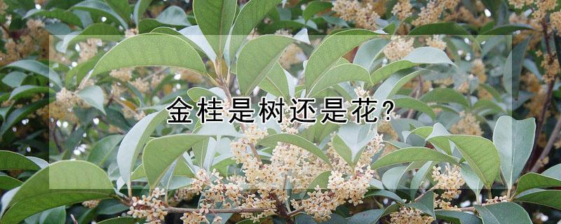 金桂是树还是花? 金桂与桂花树有什么区别