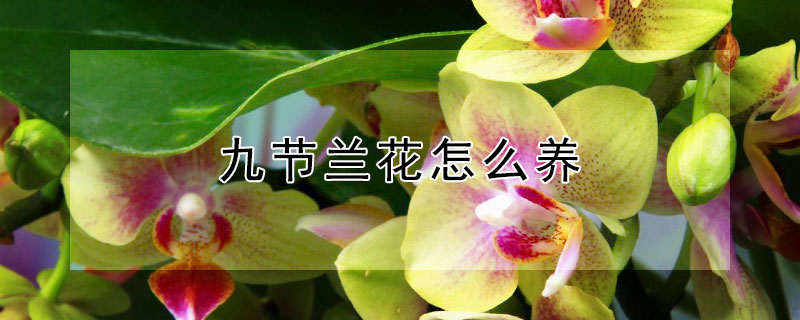 九节兰花怎么养（九月份兰花怎么养）