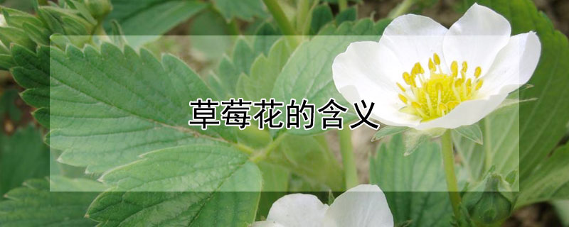 草莓花的含义（草莓的花语是什么）