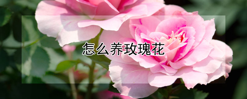 怎么养玫瑰花（怎么养玫瑰花不容易枯萎）