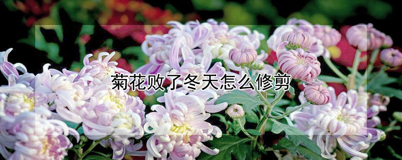 菊花败了冬天怎么修剪 冬天菊花枯萎了怎么修剪