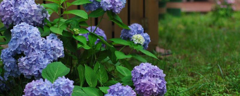 无尽夏寓意 无尽夏寓意和象征