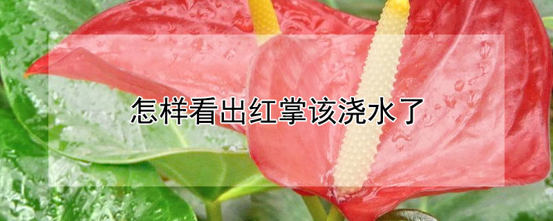 怎样看出红掌该浇水了（红掌浇什么水）