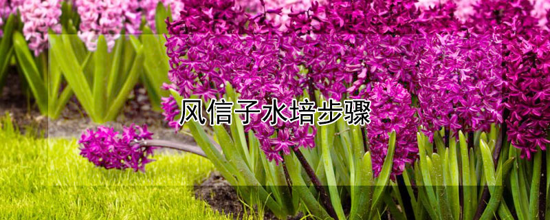 风信子水培步骤 风信子水培技巧
