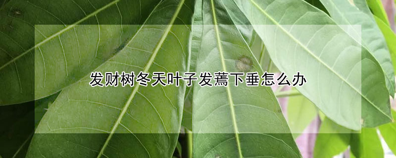 发财树冬天叶子发蔫下垂怎么办 发财树冬天叶子蔫了
