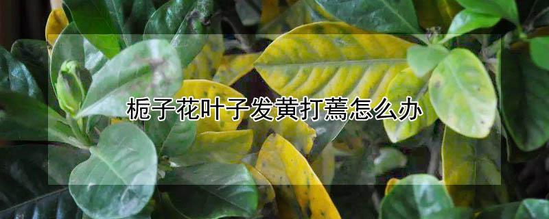 栀子花叶子发黄打蔫怎么办（栀子花叶子蔫了黄了怎么办）