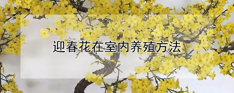 迎春花在室内养殖方法 迎春花怎么养护和种植