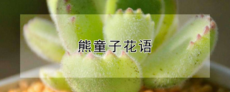 熊童子花语（熊童子什么寓意）