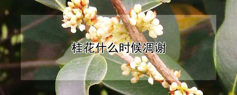 桂花什么时候凋谢 桂花几月份凋谢