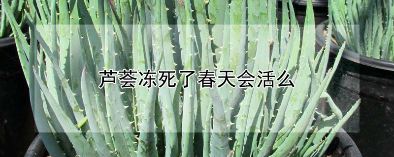 芦荟冻死了春天会活么(芦荟冬天冻死春天还会活过来吗)