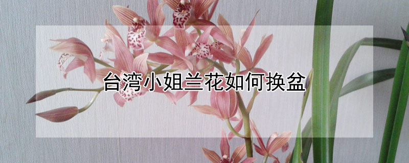 台湾小姐兰花如何换盆（兰花台湾姑娘的养殖方法）
