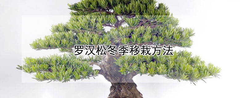 罗汉松冬季移栽方法(罗汉松秋季移栽易成活吗)