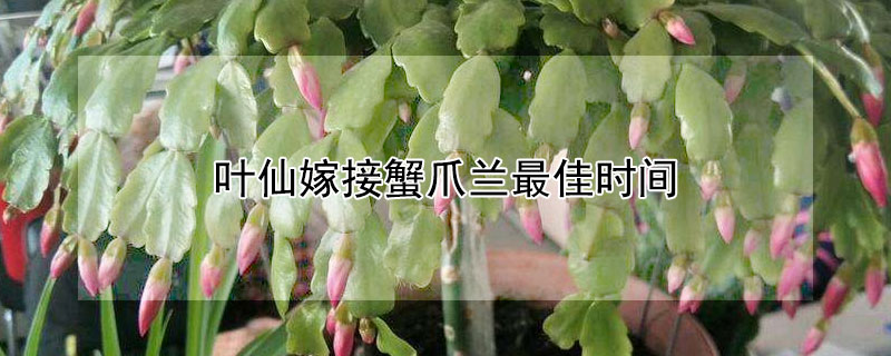 叶仙嫁接蟹爪兰最佳时间 叶仙嫁接蟹爪兰最佳时间 技巧