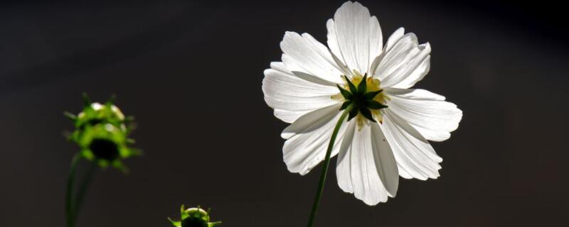 白色格桑花的花语（白色格桑花的寓意）