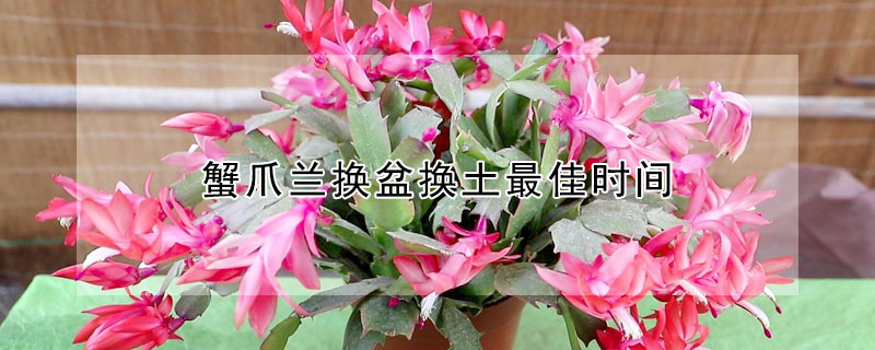 蟹爪兰换盆换土最佳时间（蟹爪兰几月换土好）