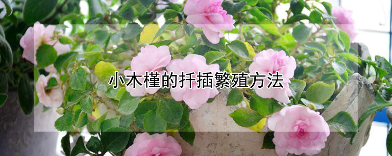 小木槿的扦插繁殖方法 小木槿 扦插