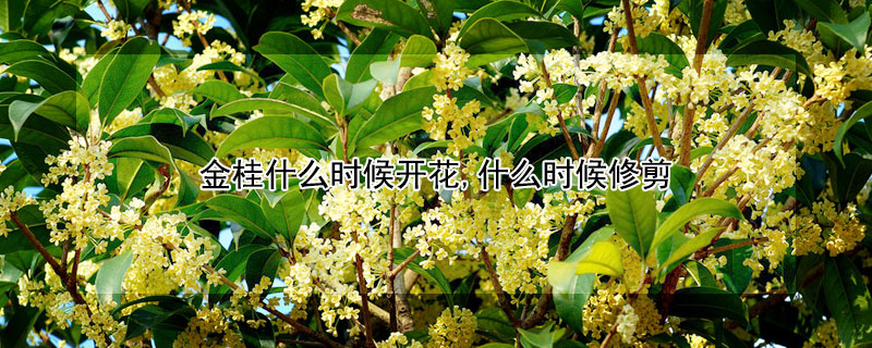 金桂什么时候开花,什么时候修剪 金桂是在几月份开花