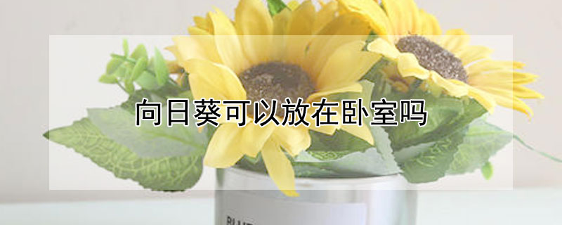 向日葵可以放在卧室吗（向日葵可以放在卧室么）