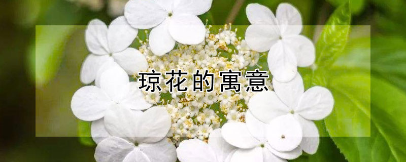 琼花的寓意 天目琼花的寓意