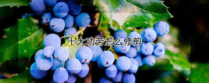 十大功劳怎么修剪 十大功劳怎样修剪