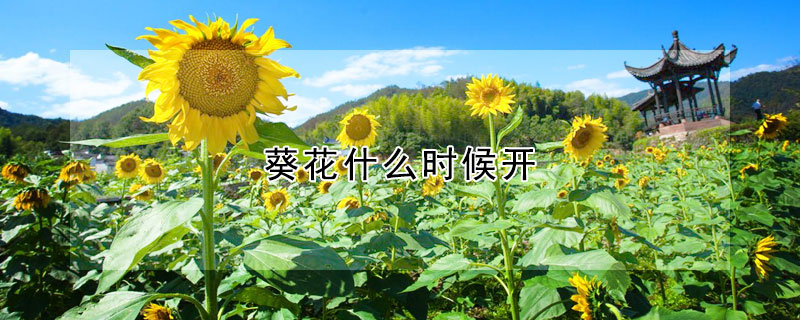 葵花什么时候开 葵花什么时候开花结果