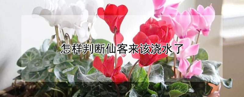 怎样判断仙客来该浇水了 仙客来浇水要浇透吗