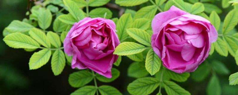 第一次约会送什么花 第一次见面适合送什么花