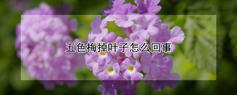 五色梅掉叶子怎么回事 五叶梅叶子干枯掉叶怎么办