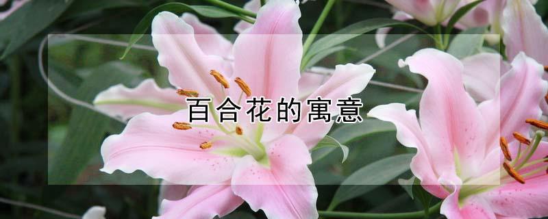 百合花的寓意（百合花的寓意和花语）