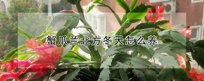 蟹爪兰北方冬天怎么养 蟹爪兰冬天怎么养要注意什么